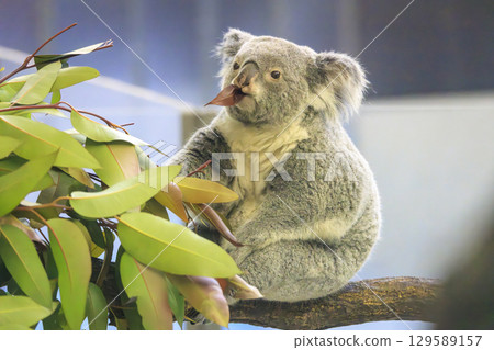 多摩動物公園考拉 129589157