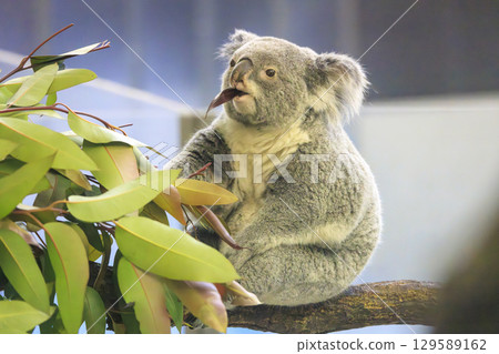 多摩動物公園考拉 129589162