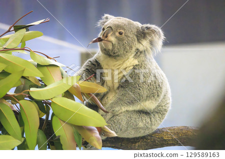 多摩動物公園考拉 129589163