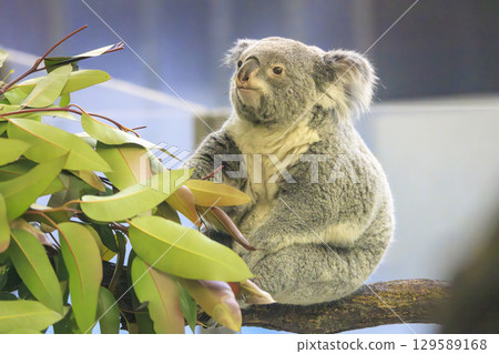 多摩動物公園考拉 多摩動物公園考拉 129589168