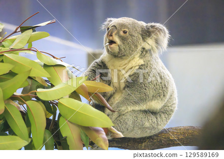 多摩動物公園考拉 129589169