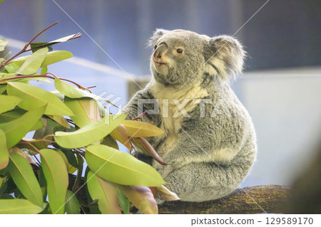 多摩動物公園考拉 129589170