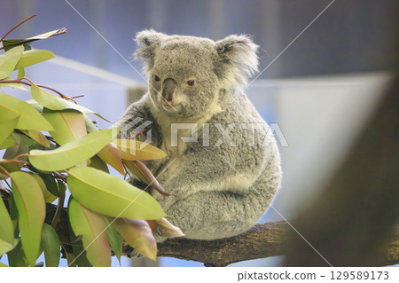 Tama Zoological Park Koala Tama Zoological Park Koala 129589173