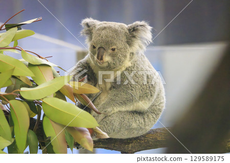 Tama Zoological Park Koala Tama Zoological Park Koala 129589175