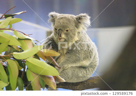 Tama Zoological Park Koala Tama Zoological Park Koala 129589176