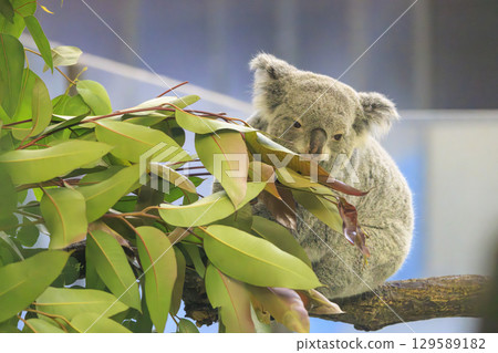 多摩動物公園考拉 129589182