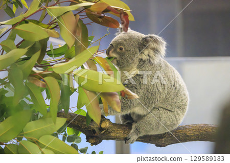 多摩動物公園考拉 129589183