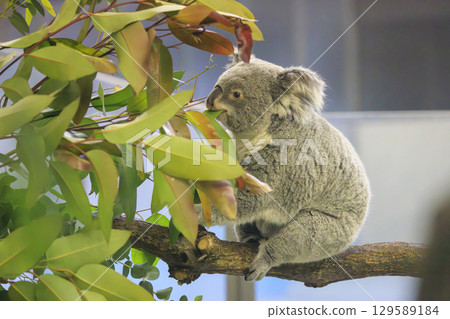 Tama Zoological Park Koala Tama Zoological Park Koala 129589184