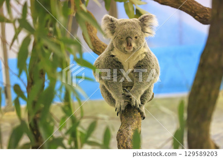 Tama Zoological Park Koala 129589203