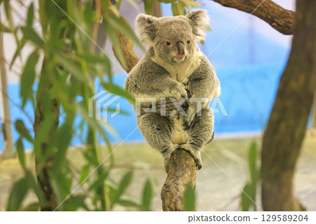 Tama Zoological Park Koala 129589204