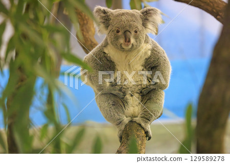 Tama Zoological Park Koala Tama Zoological Park Koala 129589278