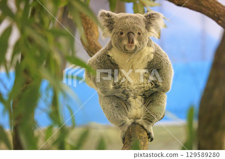 Tama Zoological Park Koala 129589280
