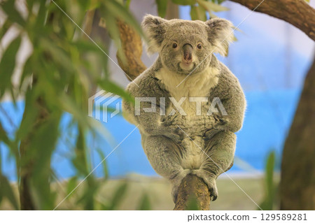 Tama Zoological Park Koala 129589281