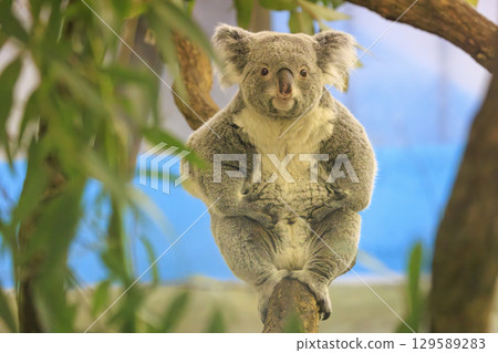 多摩動物公園考拉 129589283