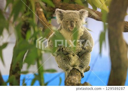 多摩動物公園考拉 多摩動物公園考拉 129589287