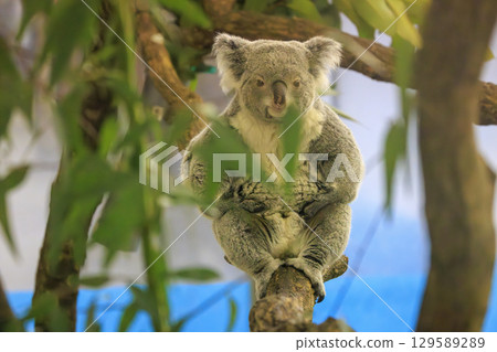多摩動物公園考拉 129589289