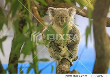 Tama Zoological Park Koala Tama Zoological Park Koala 129589292