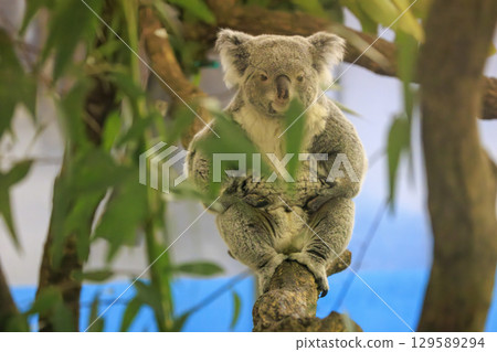 多摩動物公園考拉 多摩動物公園考拉 129589294