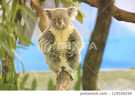 多摩動物公園考拉 129589299