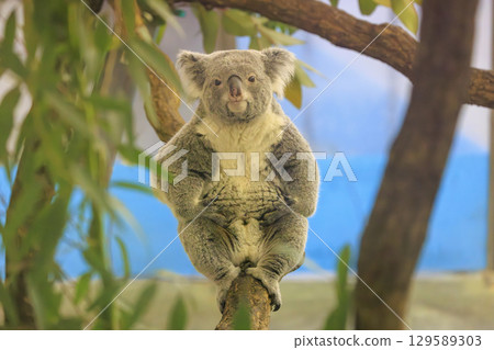 多摩動物公園考拉 多摩動物公園考拉 129589303
