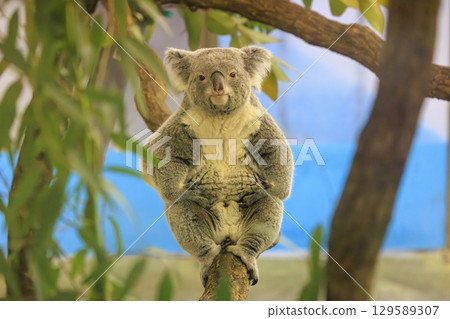 多摩動物公園考拉 129589307