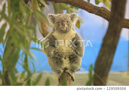 多摩動物公園考拉 129589308