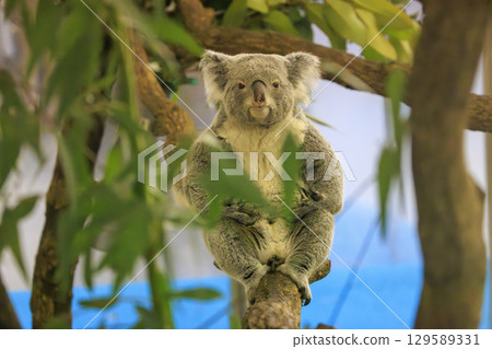 多摩動物公園考拉 129589331