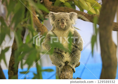 Tama Zoological Park Koala Tama Zoological Park Koala 129589332