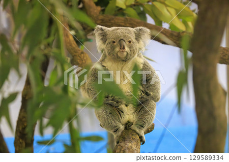 Tama Zoological Park Koala 129589334
