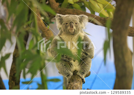 Tama Zoological Park Koala 129589335