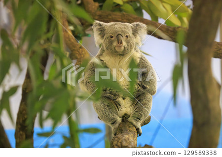 Tama Zoological Park Koala 129589338