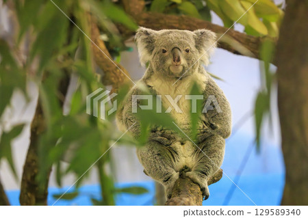 多摩動物公園考拉 129589340