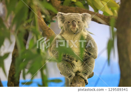 多摩動物公園考拉 129589341