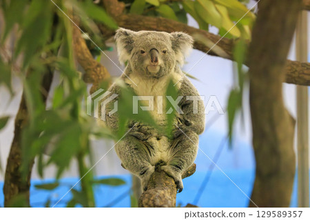 Tama Zoological Park Koala 129589357