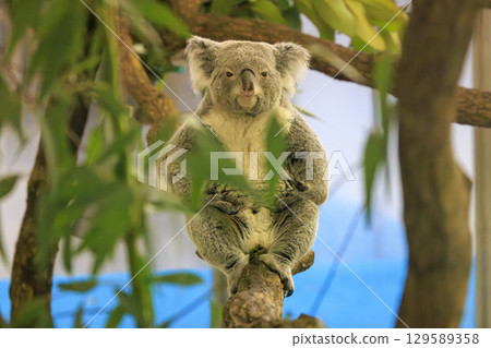 多摩動物公園考拉 129589358