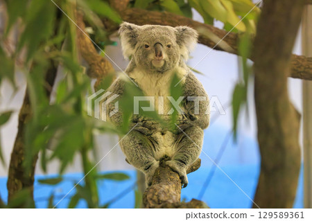 多摩動物公園考拉 129589361