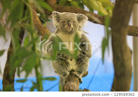 多摩動物公園考拉 129589362