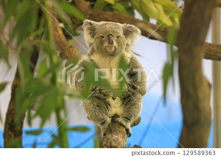 多摩動物公園考拉 129589363