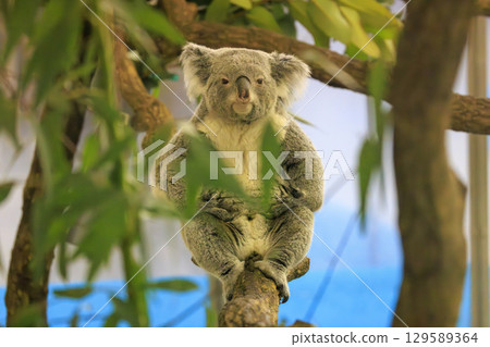 多摩動物公園考拉 129589364