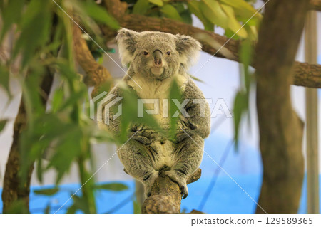 多摩動物公園考拉 多摩動物公園考拉 129589365