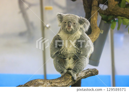 Tama Zoological Park Koala 129589371