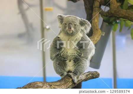 多摩動物公園考拉 129589374