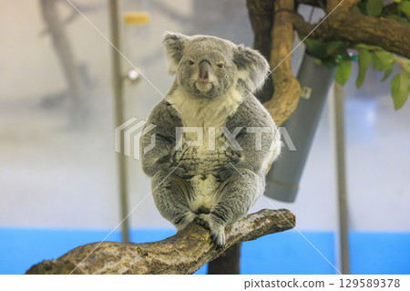 多摩動物公園考拉 129589378