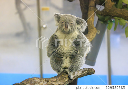 多摩動物公園考拉 129589385