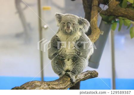 多摩動物公園考拉 129589387