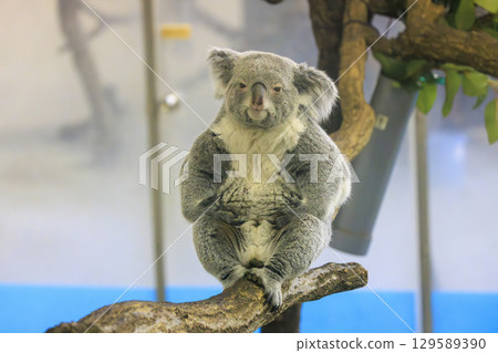 多摩動物公園考拉 129589390