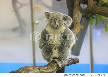多摩動物公園考拉 多摩動物公園考拉 129589391