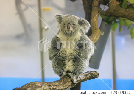 多摩動物公園考拉 多摩動物公園考拉 129589392