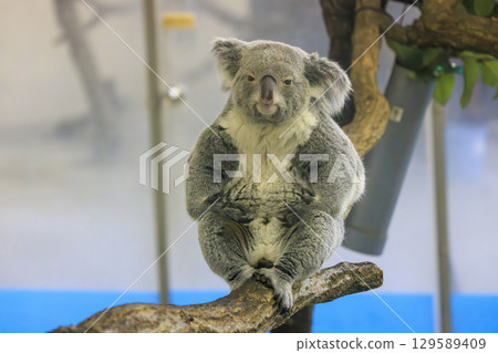 Tama Zoological Park Koala 129589409