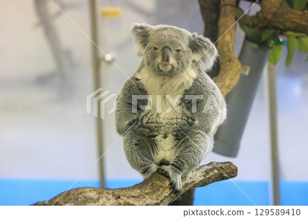 Tama Zoological Park Koala 129589410